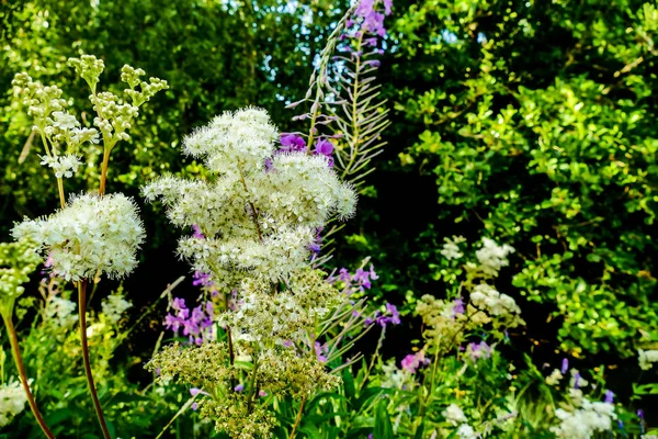 Fleurs Dans Jardin Belle Photo Photo Numérique — Photo