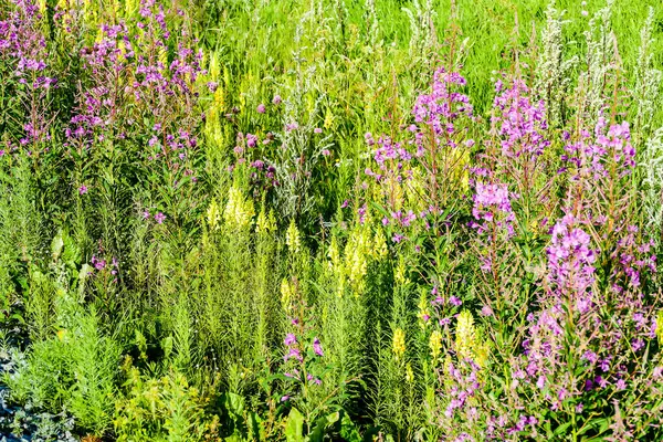 Veld Van Paarse Bloemen Mooie Foto Digitale Foto — Stockfoto