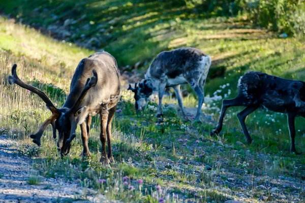 Herd Deer Beautiful Photo Digital Picture — Stock Photo, Image