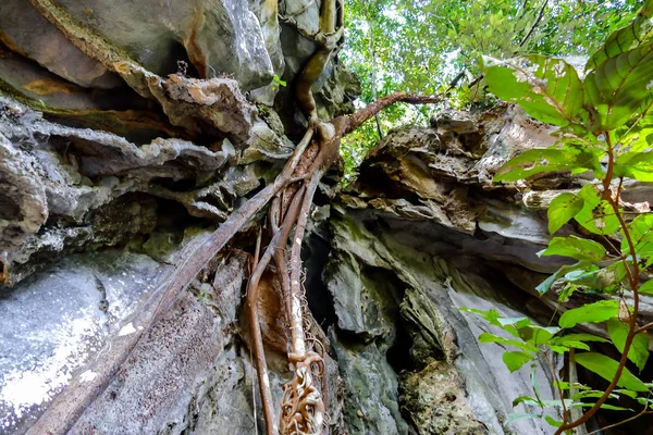 Träd Skogen Vacker Foto Digital Bild — Stockfoto