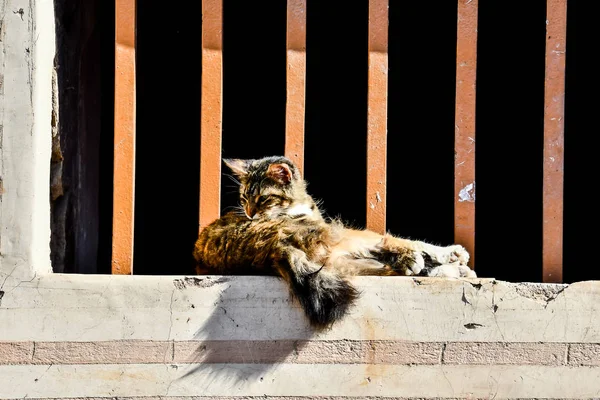 Katze Vor Wand Schönes Foto Digitales Bild — Stockfoto