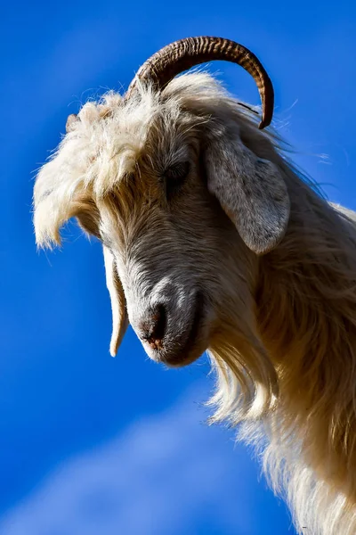 Portrait Goat Beautiful Photo Digital Picture — Stock Photo, Image