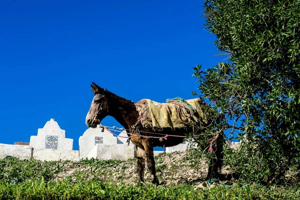 Horse Carriage Beautiful Photo Digital Picture — Stock Photo, Image