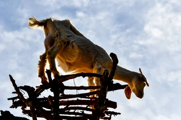 Argan Trees Goats Way Marrakesh Essaouira Morocco Argan Oil Produced — Stock Photo, Image