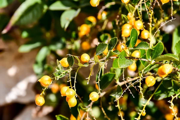 Ramo Seabuckthorn Bela Foto Imagem Digital — Fotografia de Stock