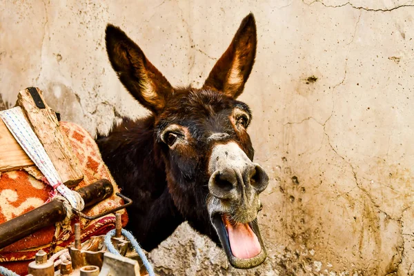 Donkey in front of wall, photo as background — Stock Photo, Image