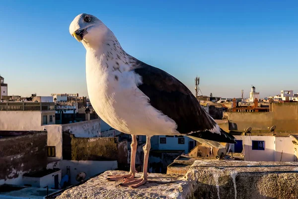 Aquila e bandiera, foto come sfondo — Foto Stock