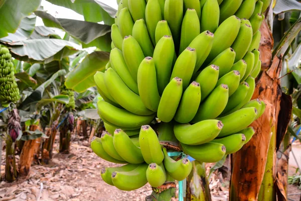 Photo Picture Green Bananas Hanging Banana Tree — Stock Photo, Image