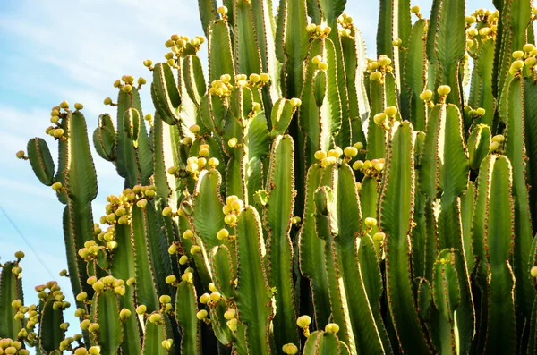 Green Prickly Pear Cactus Leaf in the Desert