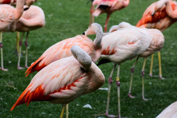 Photo Picture of Pink Animal Bird Wild Flamingo