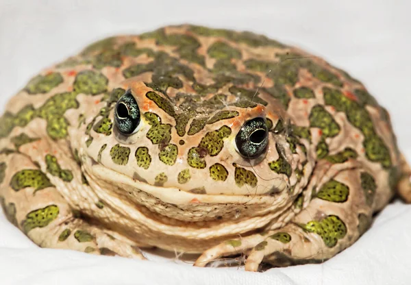 Big Ugly Frog Common European Toad Bufo
