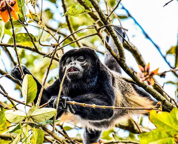 monkey in Arenal Volcano area in costa rica central america