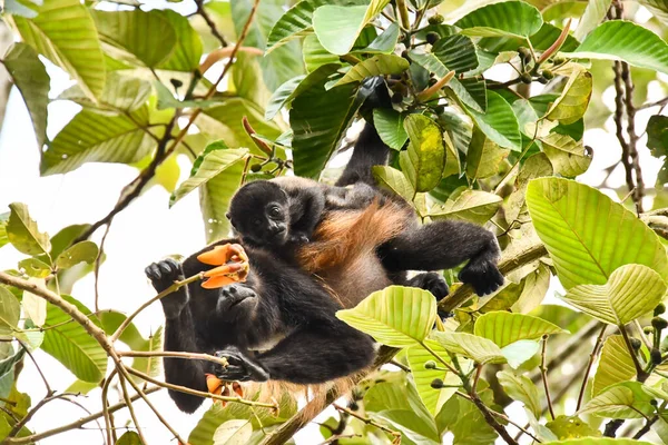 monkey in Arenal Volcano area in costa rica central america