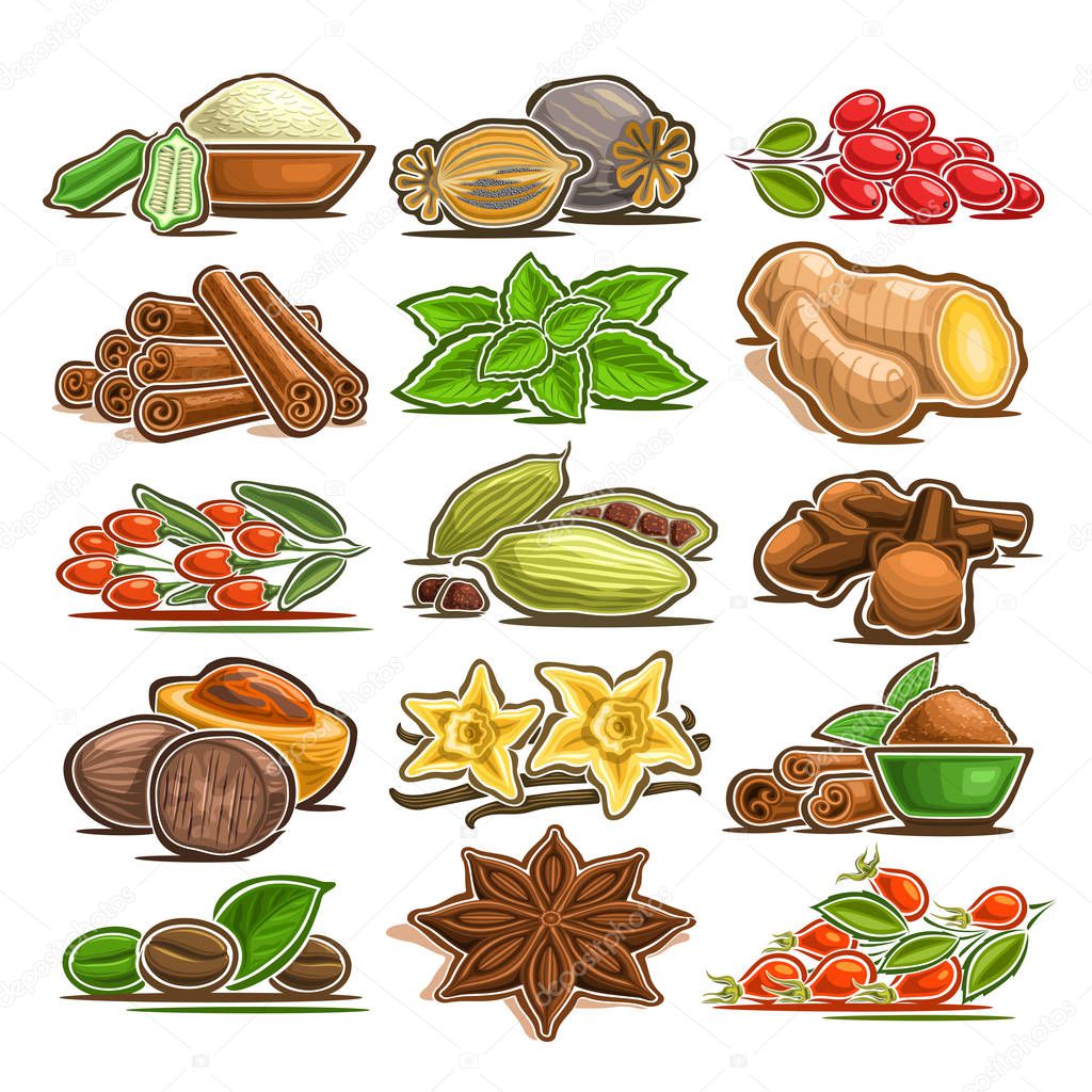Vector set of indian Spices, 15 cut out assorted abstract condiments for asian cuisine, collection of isolated various cartoon spices for kitchen tags on label of seasoning package on white background