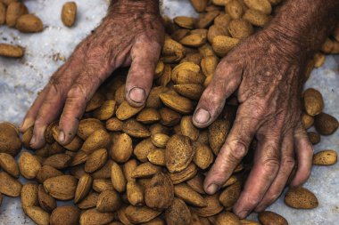 Manos de un anciano Recgiendo almendras