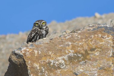 Cruce de miradas con este precioso mochuelo