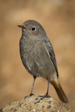 Bir kaya üzerinde duran kızılkuyruk