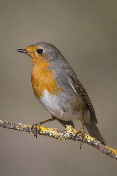 Erithacus Rubecula Standing Rock — Stock Photo, Image