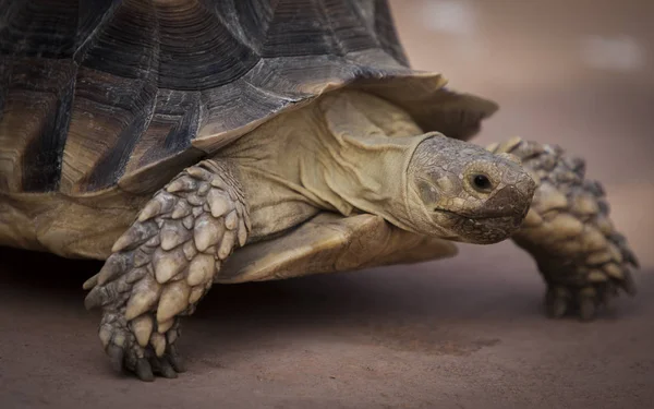 Foto Einer Großen Schildkröte — Stockfoto