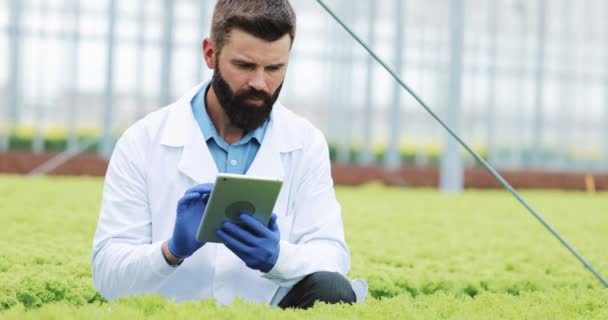 Agricultural engineer in greenhouse wearing white coat working ot tablet computer to test pants health and analyze data with Tablet — Stock Video