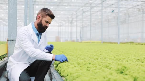 연구원 녹색 식물의 조사 고 페 트리 접시에 놓는다. 온실에서 근무 하는 농업 엔지니어 — 비디오
