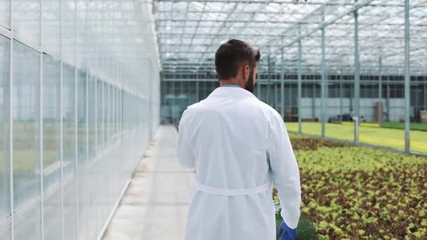 Pracovník, chůzi ve skleníku na smartphone pomocí mobilní a mluvící. Zemědělský inženýr, pracující ve skleníku — Stock video