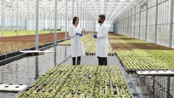 Homme et femme en robe de laboratoire se parlent debout dans la serre — Video