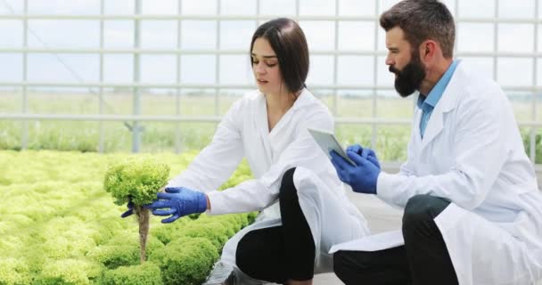 Mulher e homem em roupões de laboratório examinam cuidadosamente as plantas na estufa — Vídeo de Stock