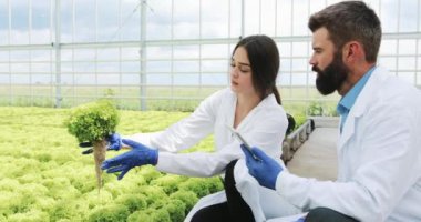 Kadın ve adam laboratuvar cüppeli bitkiler sera içinde dikkatlice inceleyin