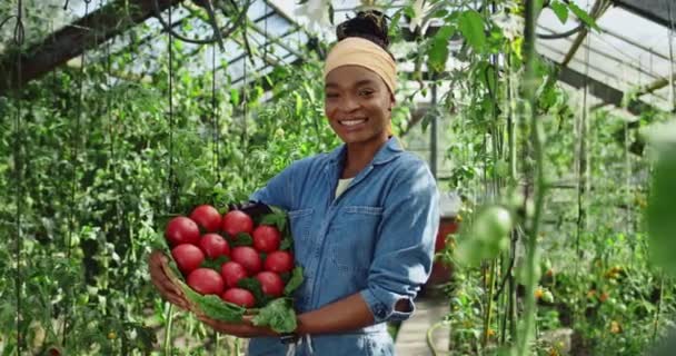 Cheerful afro american female farmer holding basket of tomatoes and greenery while standing in greenhouse. Millennial woman with harvest in her hands smiling and looking to camera. — Stock Video