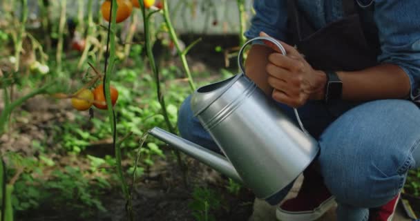 Gewas uitzicht op de afro-Amerikaanse persoon gieten water op tomaten zaailing tijdens het zitten in de kas. Boer met behulp van blik voor het water geven van planten. Begrip landbouw. — Stockvideo