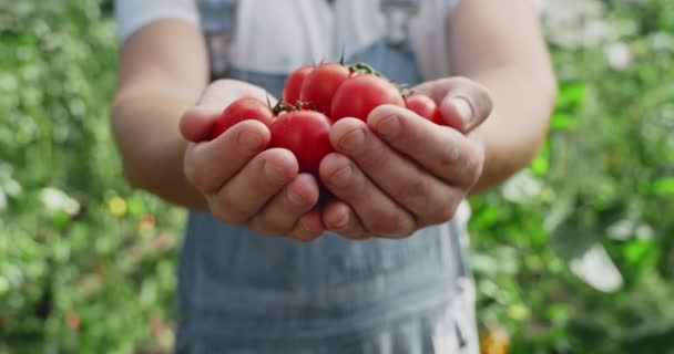Kafkas çiftçisinin serada dikilirken bir avuç dolusu kiraz domatesi verdiği yakın plan. Hasatla el ele tutuşan kişinin yakın görüntüsü. Çiftçilik kavramı. — Stok video