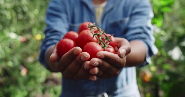 Oříznout pohled na afro amerického farmáře držícího hrst cherry rajčat, zatímco stojí ve skleníku. Zblízka pohled na člověka, jak natahuje ruce se sklizní. Pojem zemědělství. — Stock video
