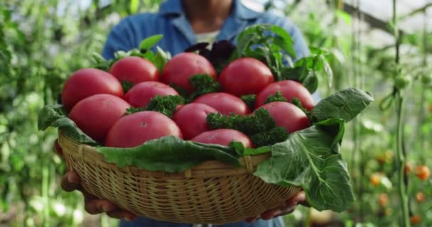 美国黑人农民站在温室里提着一篮子西红柿和绿叶的作物景观。近距离观察人们用收割的手伸出手来.耕作的概念. — 图库视频影像