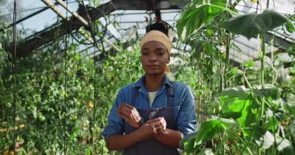 Portrait of serious african american woman in apron crossing arms and looking to camera. Female farmer in casual clothes posing while standing in greenhouse. Concept of farming. — Stock Video