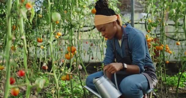 Agriculteur attrayant femelle verser de l'eau sur les plants de tomates tout en étant assis en serre. Femme gaie regardant à la caméra et souriant tout en utilisant arrosoir. Concept d'agriculture. — Video
