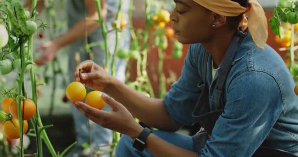 Female afro american farmer plucking sprig of yellow tomatoes and looking on it. Young woman with dreadlocks picking up harvest while sitting in greenhouse. Concept of farming. — Stock Video