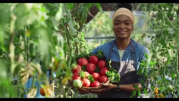 Feliz agricultora afroamericana llevando canasta de tomates y verdor mientras camina en invernadero. Mujer joven con la cosecha en sus manos sonriendo y mirando a la cámara. — Vídeo de stock