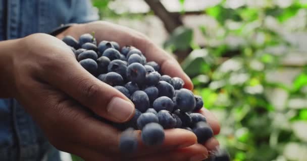 Zblízka pohled na afro-americké farmářské ruce házející hrst čerstvých borůvek. Koncept hospodaření a sběru. — Stock video