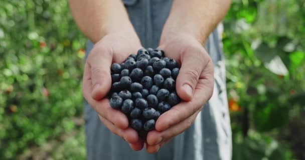 Oříznout pohled na bělošského farmáře držícího hrst borůvek, zatímco stojí ve skleníku. Zblízka pohled na člověka, jak natahuje ruce s bobulemi. Koncept zemědělství, sklizně. — Stock video