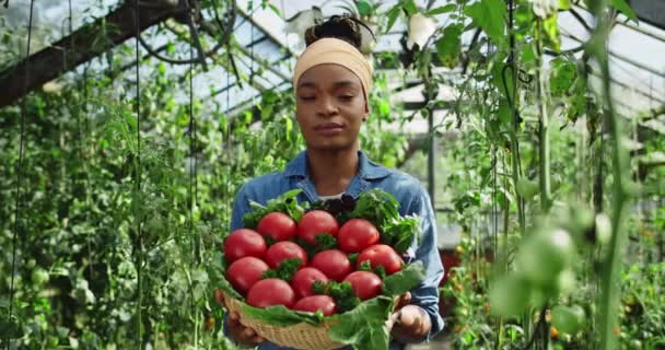 非洲裔美国女农民站在温室里，手里拿着一篮子西红柿和绿叶。有魅力的年轻女人手里拿着收获耕作的概念. — 图库视频影像