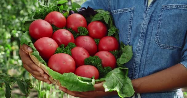 美国黑人站在温室里提着一篮子西红柿和绿叶的作物图片。耕作和收获的概念. — 图库视频影像