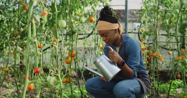 Young afro american woman pouring water on tomatoes seedling while sitting in greenhouse. Happy female farmer looking to camera and smiling while using watering can. Concept of farming. — Stock Video