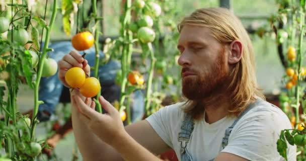 Vista di coltura di agricoltore caucasico maschio che guarda su rametto di pomodori gialli e che a macchina fotografica. Barba capelli rossi uomo harving mentre seduto in serra. Concetto di agricoltura. — Video Stock