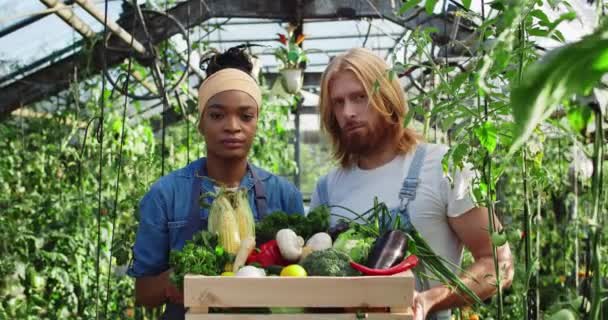 Retrato de granjeros masculinos y femeninos sosteniendo caja de verduras de colores y vegetación. Hombre y mujer diversos levantando la cabeza y mirando a la cámara mientras están de pie en el invernadero. — Vídeo de stock
