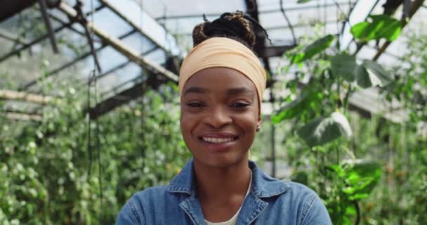 Ritratto di donna millenaria che guarda alla macchina fotografica e sorride. Vista da vicino di allegra contadina afroamericana in posa mentre in piedi in serra. Concetto di agricoltura. — Video Stock