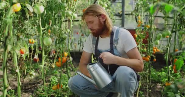 Pohledný muž, farmář, který nalévá vodu na rajčata, zatímco sedí ve skleníku. Veselý muž hledající na kameru a usmívající se při použití konve s vodou. Pojem zemědělství. — Stock video