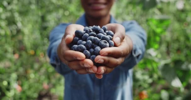 Vista de la cosecha de agricultora afroamericana sosteniendo puñado de arándanos mientras está de pie en el invernadero. Persona extendiendo las manos con bayas y sonriendo. Concepto de agricultura, cosecha. — Vídeos de Stock