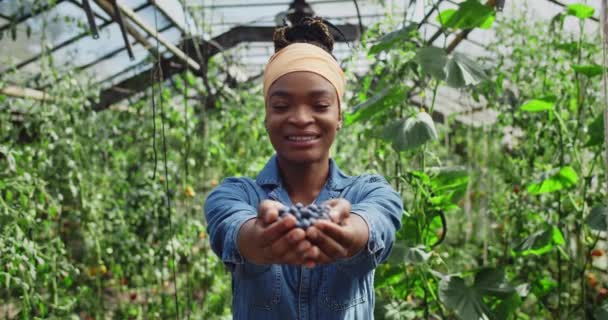 Vista de cerca de la joven alegre extendiendo las manos con arándanos. agricultora afroamericana sonriendo y mirando a la cámara mientras da bayas. Concepto de agricultura. — Vídeo de stock