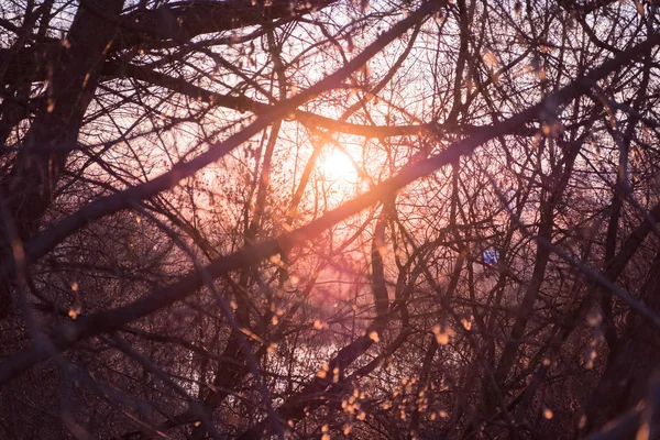 Ακτίνες Του Βραδινής Ήλιου Μέσα Από Δέντρα Θαμπό Φόντο — Φωτογραφία Αρχείου